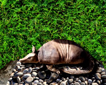 Fauna Tortoise Terrestrial Animal Wildlife
