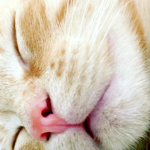 Cat Whiskers Face Skin