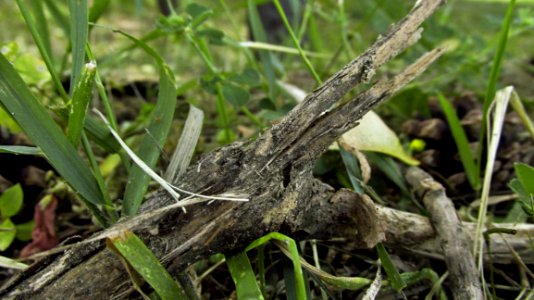 Plant Grass Flora Grass Family