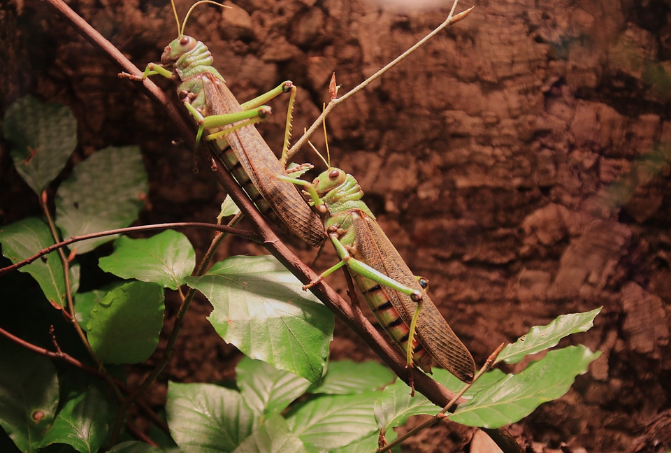 Insect migratory locust viridissima