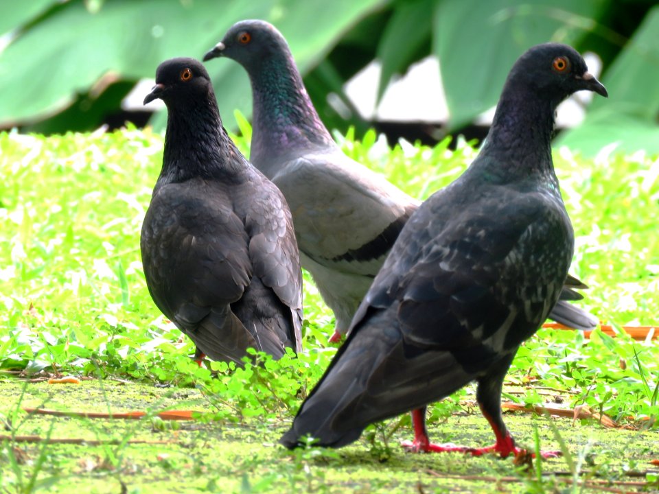 Bird Fauna Beak Pigeons And Doves photo