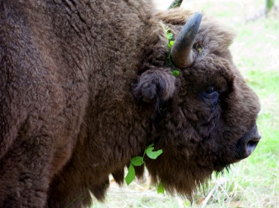 Bison Cattle Like Mammal Terrestrial Animal Fauna photo