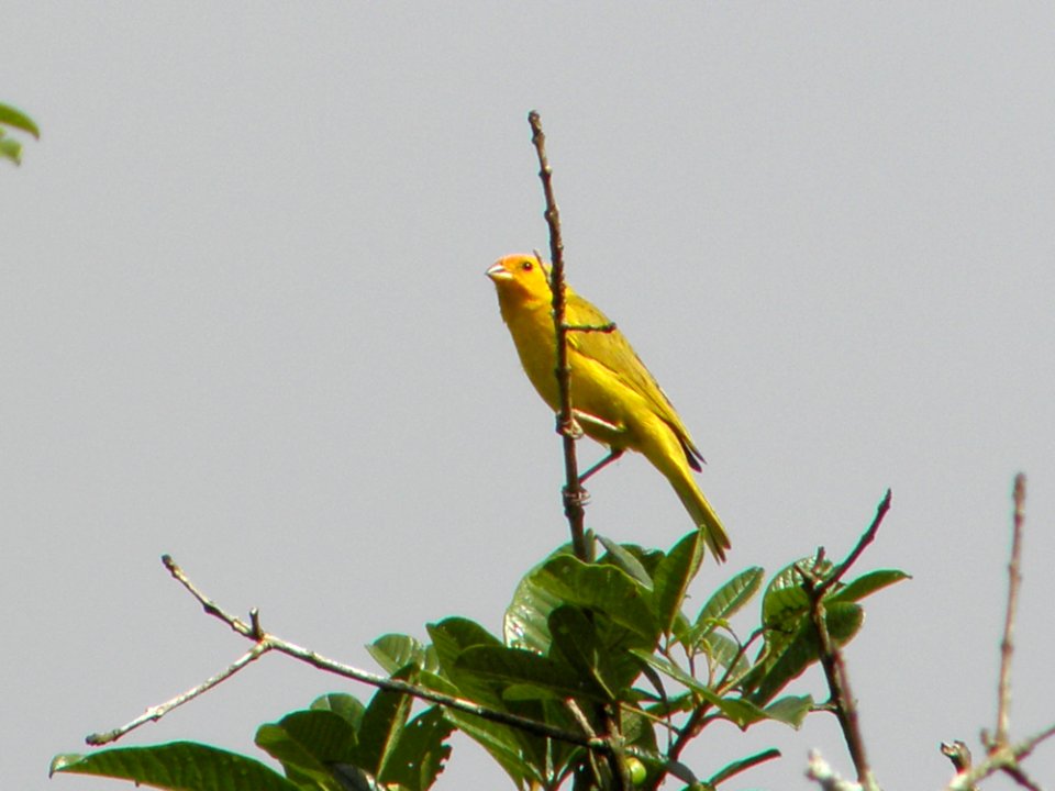 Bird Fauna Beak Finch