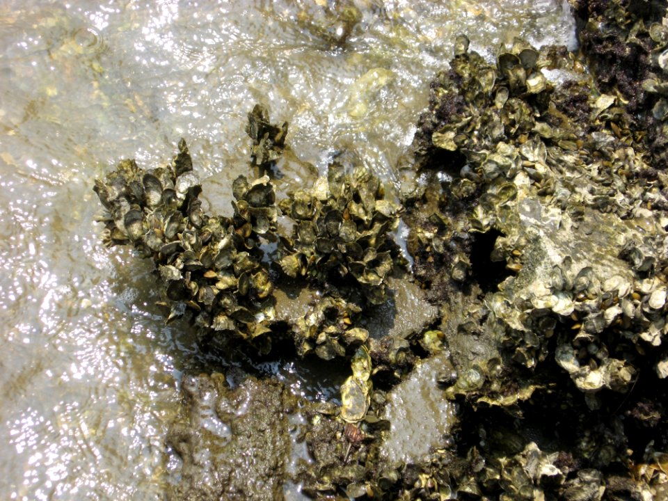 Water Mineral Rock Seaweed