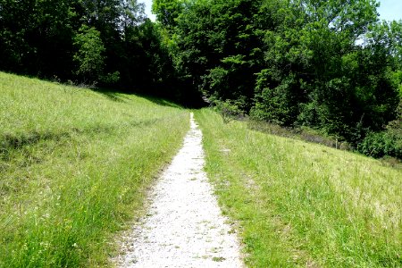 Path Road Vegetation Nature Reserve photo