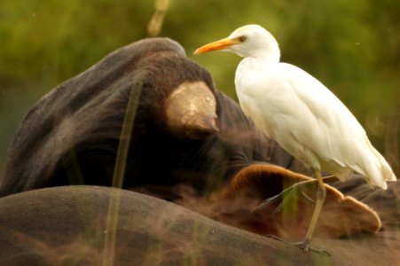 Bird Beak Ecosystem Egret