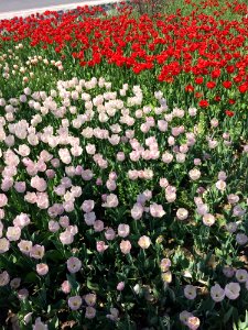 Flower Plant Flowering Plant Field