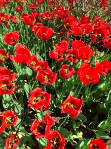Flower Plant Tulip Flowering Plant