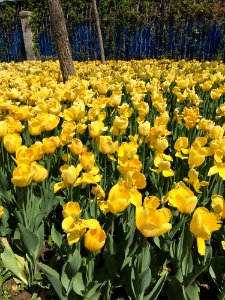 Flower Plant Flowering Plant Yellow