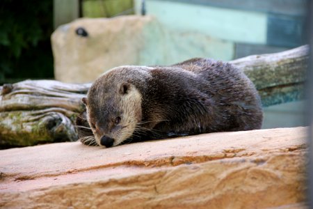 Otter Mammal Fauna Mustelidae photo