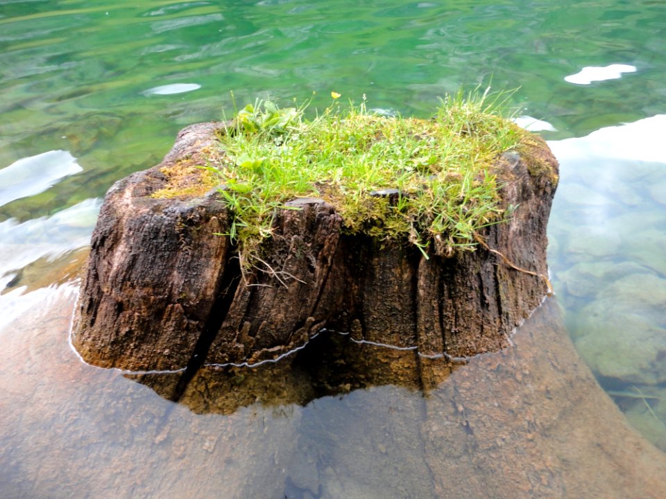 Water Rock Plant Tree