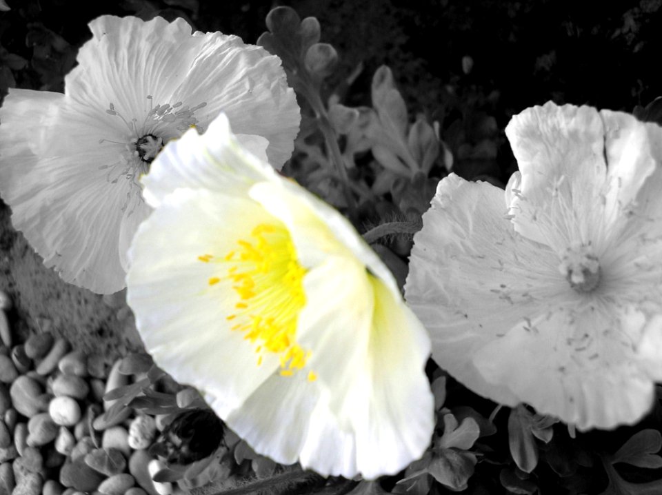 Flower White Black And White Yellow