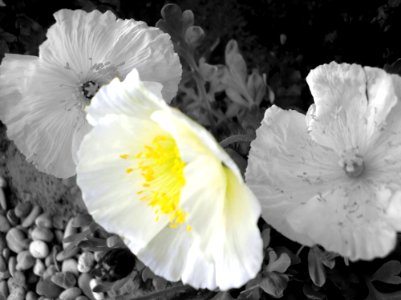 Flower White Black And White Yellow