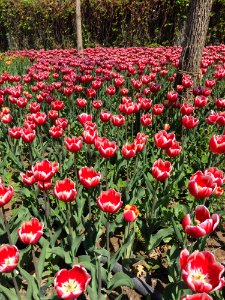Flower Plant Flowering Plant Tulip