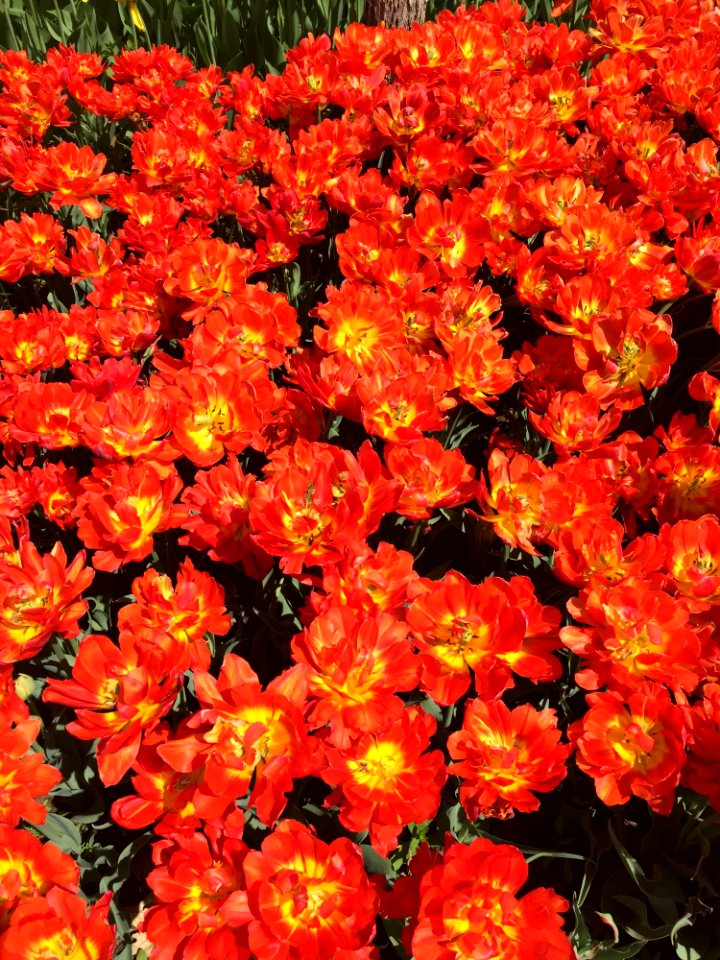 Flower Plant Flowering Plant Tulip