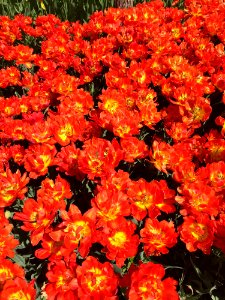 Flower Plant Flowering Plant Tulip