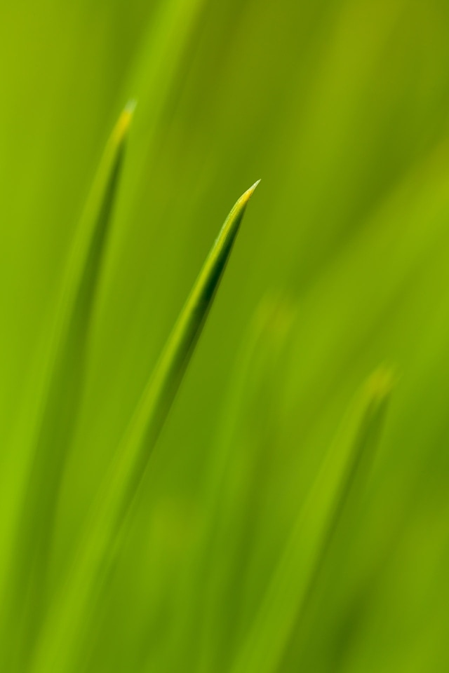 Evergreen fir flora
