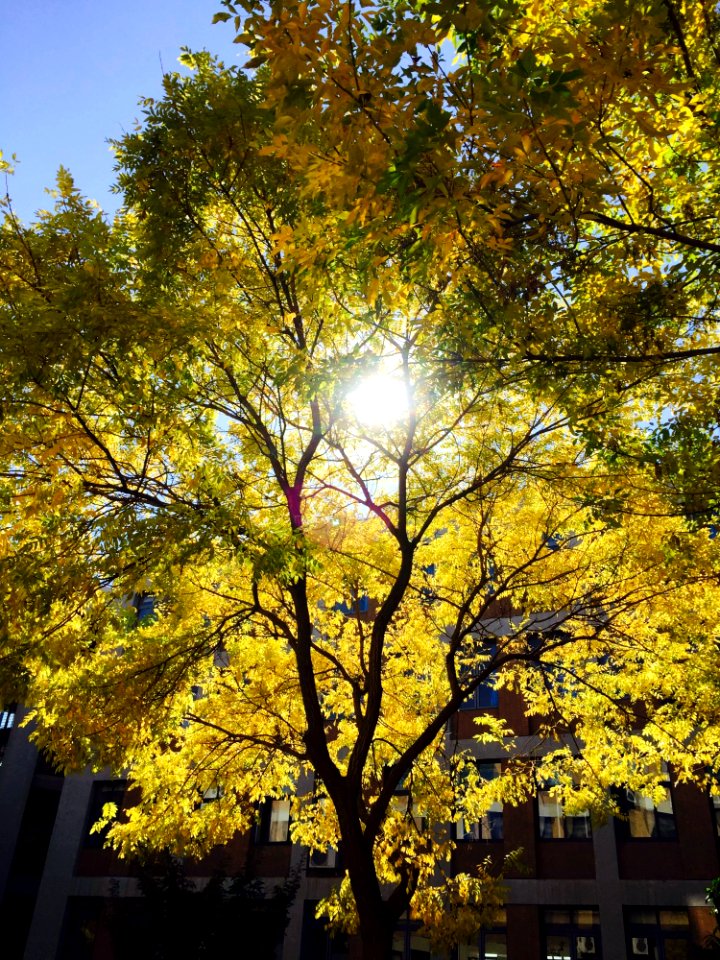 Tree Yellow Nature Leaf
