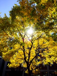 Tree Yellow Nature Leaf