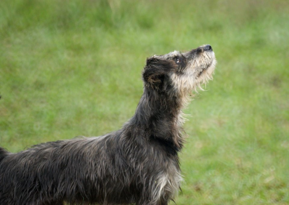 Dog Like Mammal Dog Breed Dog Terrier photo