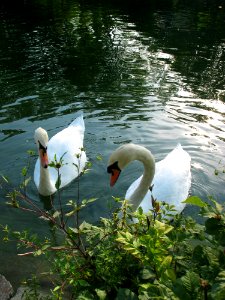 Bird Water Swan Pond