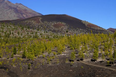 Wilderness Vegetation Mountain Shrubland