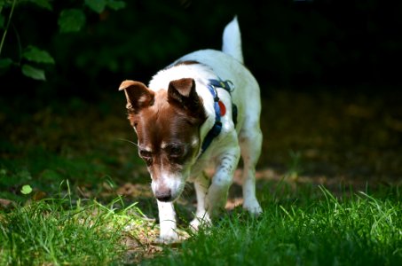 Dog Breed Grass Dog Jack Russell Terrier photo