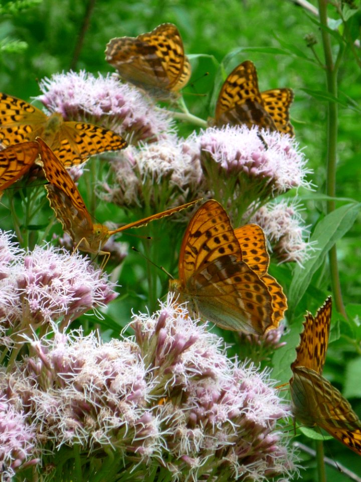 Butterfly Moths And Butterflies Brush Footed Butterfly Insect