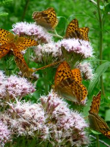 Butterfly Moths And Butterflies Brush Footed Butterfly Insect photo