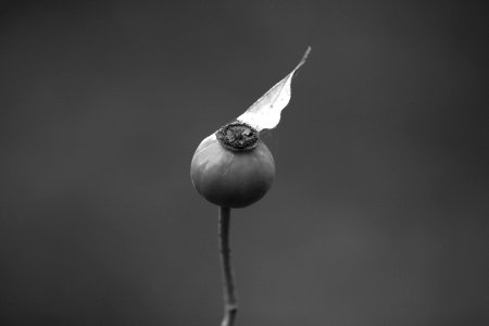 Black And White Monochrome Photography Still Life Photography Photography