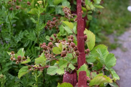 Plant Leaf Herb Perilla Frutescens photo