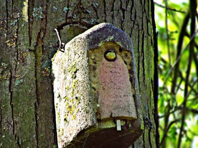 Birdhouse Tree Bird Trunk photo