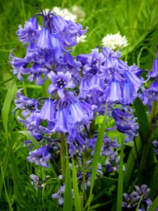 Flower Plant Flora Hyacinth