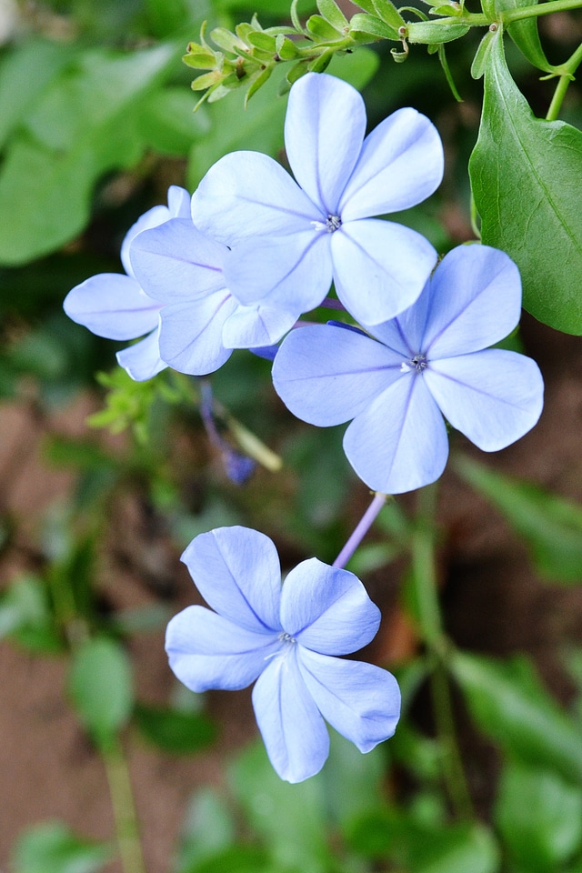 Plant sri lanka mawanella