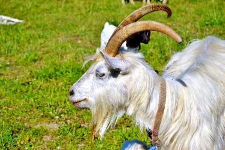 Goats Horn Goat Feral Goat photo