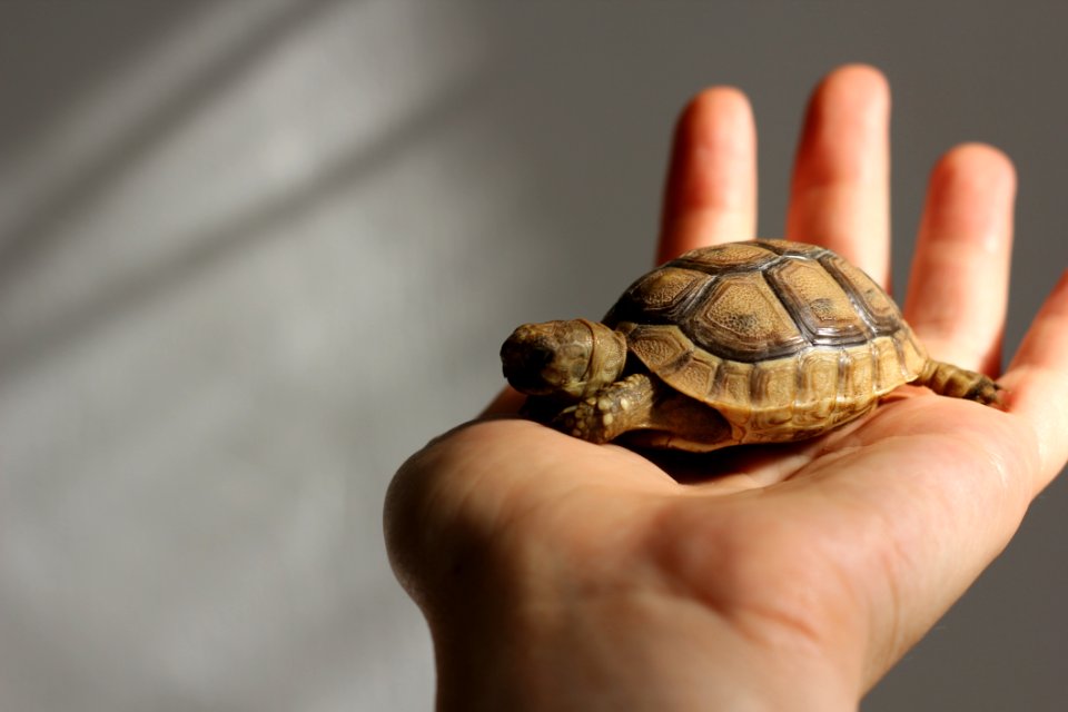 Turtle Emydidae Tortoise Reptile
