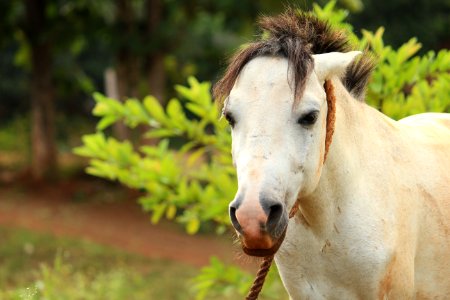 Horse Fauna Horse Like Mammal Mane