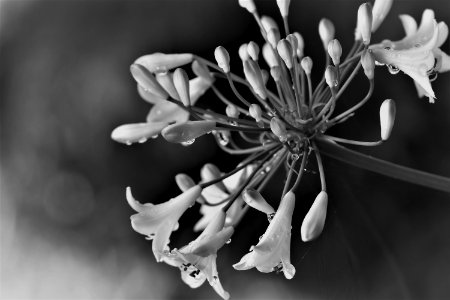 White Black And White Flower Monochrome Photography photo