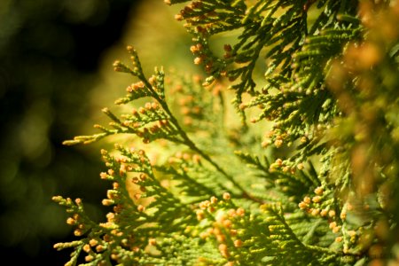 Vegetation Leaf Tree Branch