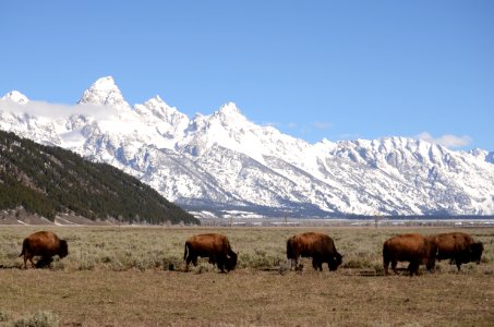 Highland Cattle Like Mammal Grassland Mountainous Landforms photo