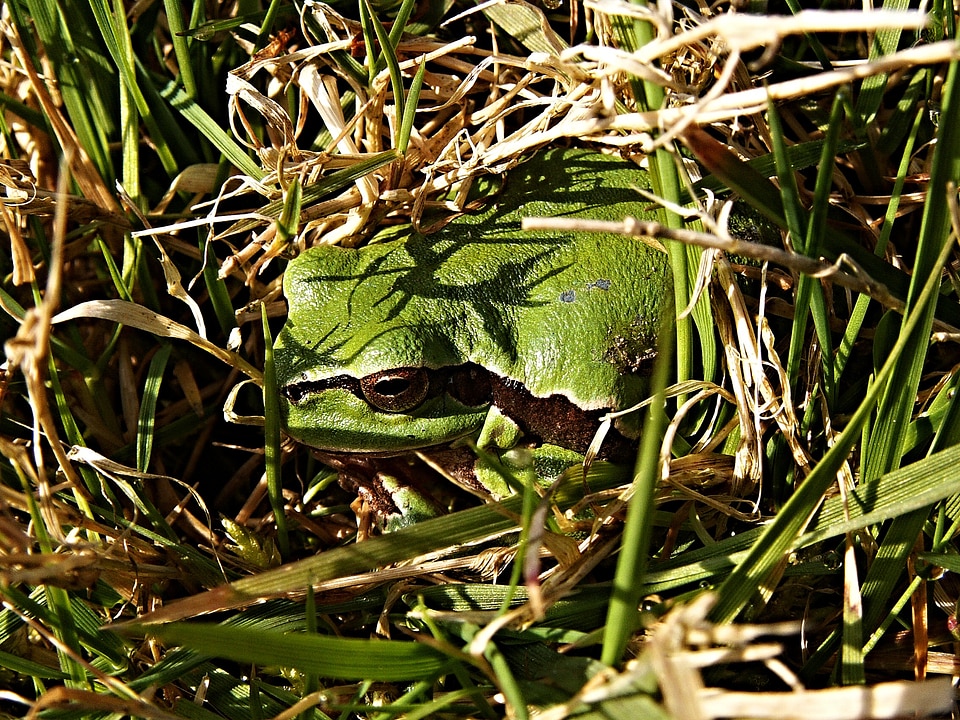 Macro green reptile