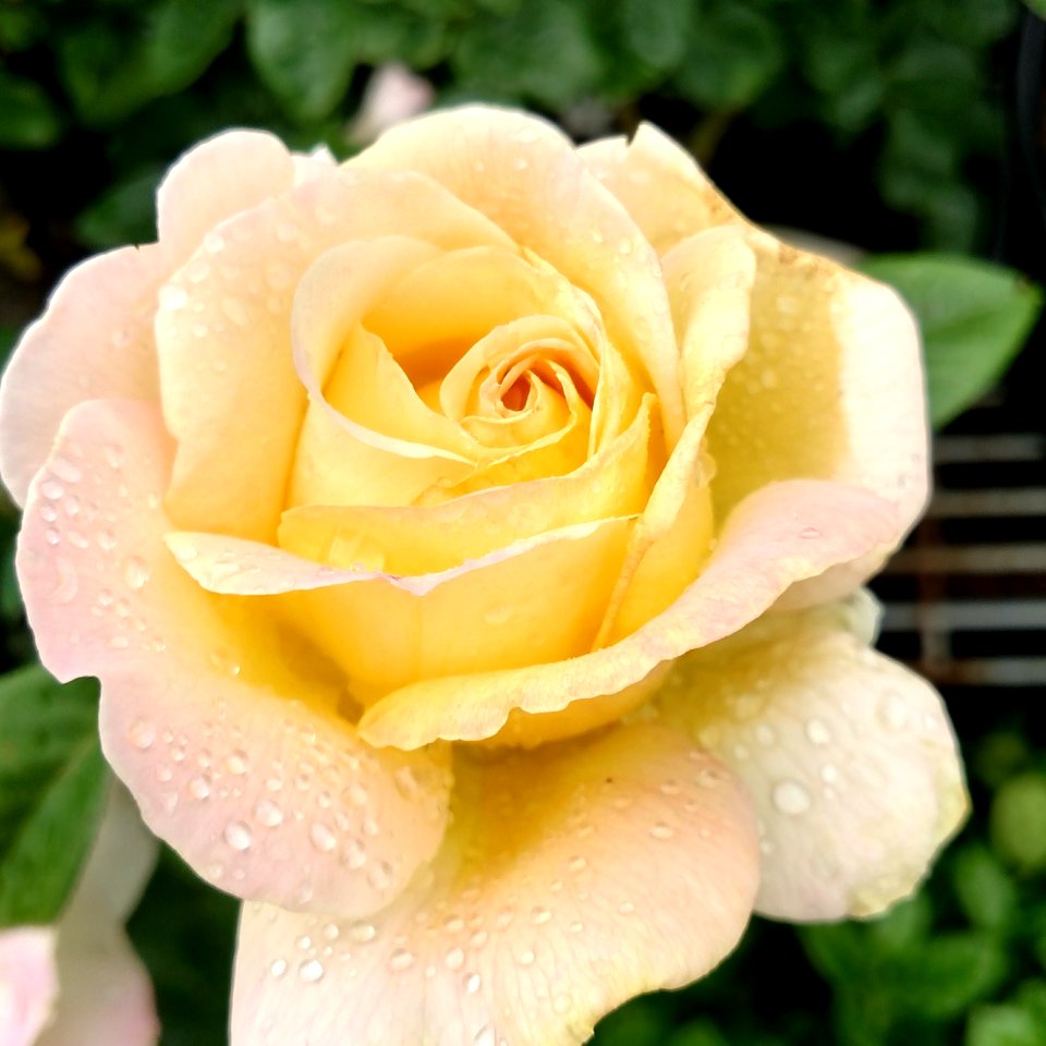 Rose Flower Rose Family Floribunda