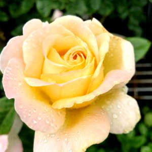 Rose Flower Rose Family Floribunda