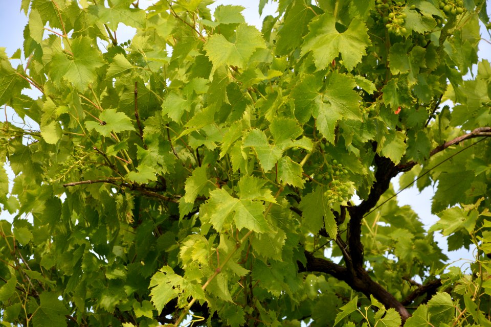 Tree Leaf Grapevine Family Agriculture