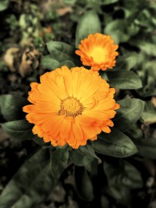 Flower Flora Plant Wildflower