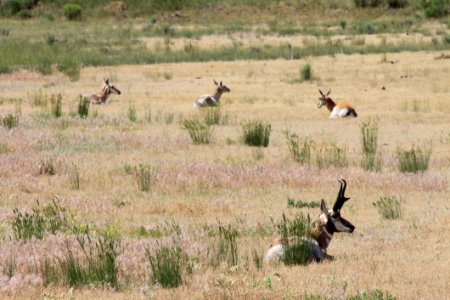 Wildlife Ecosystem Grassland Fauna