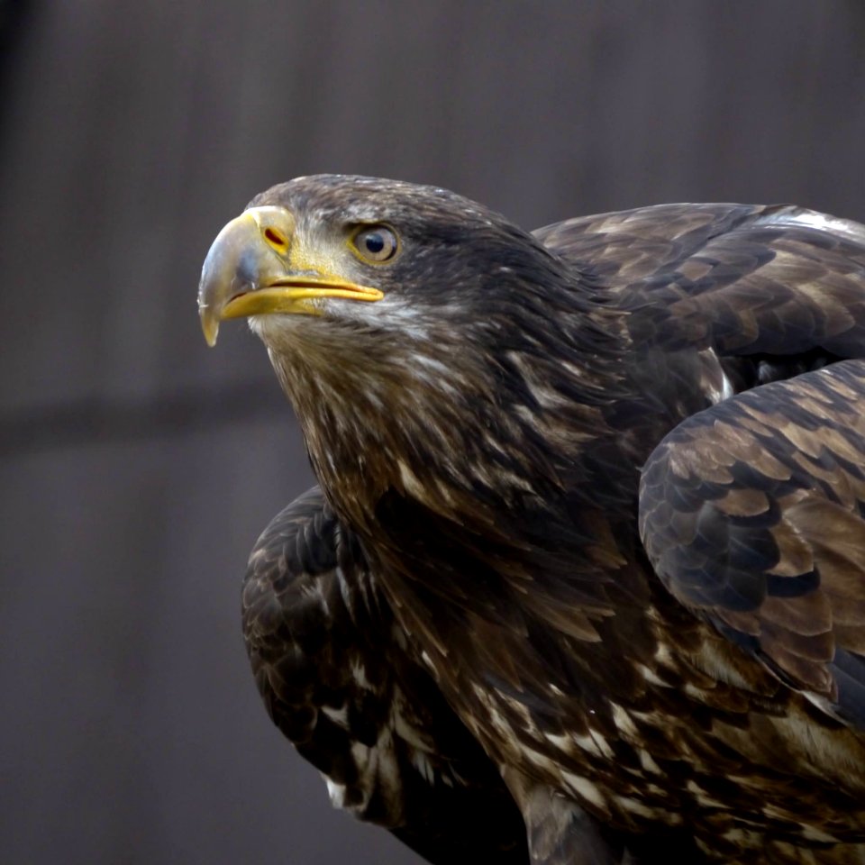 Beak Eagle Bird Of Prey Bird