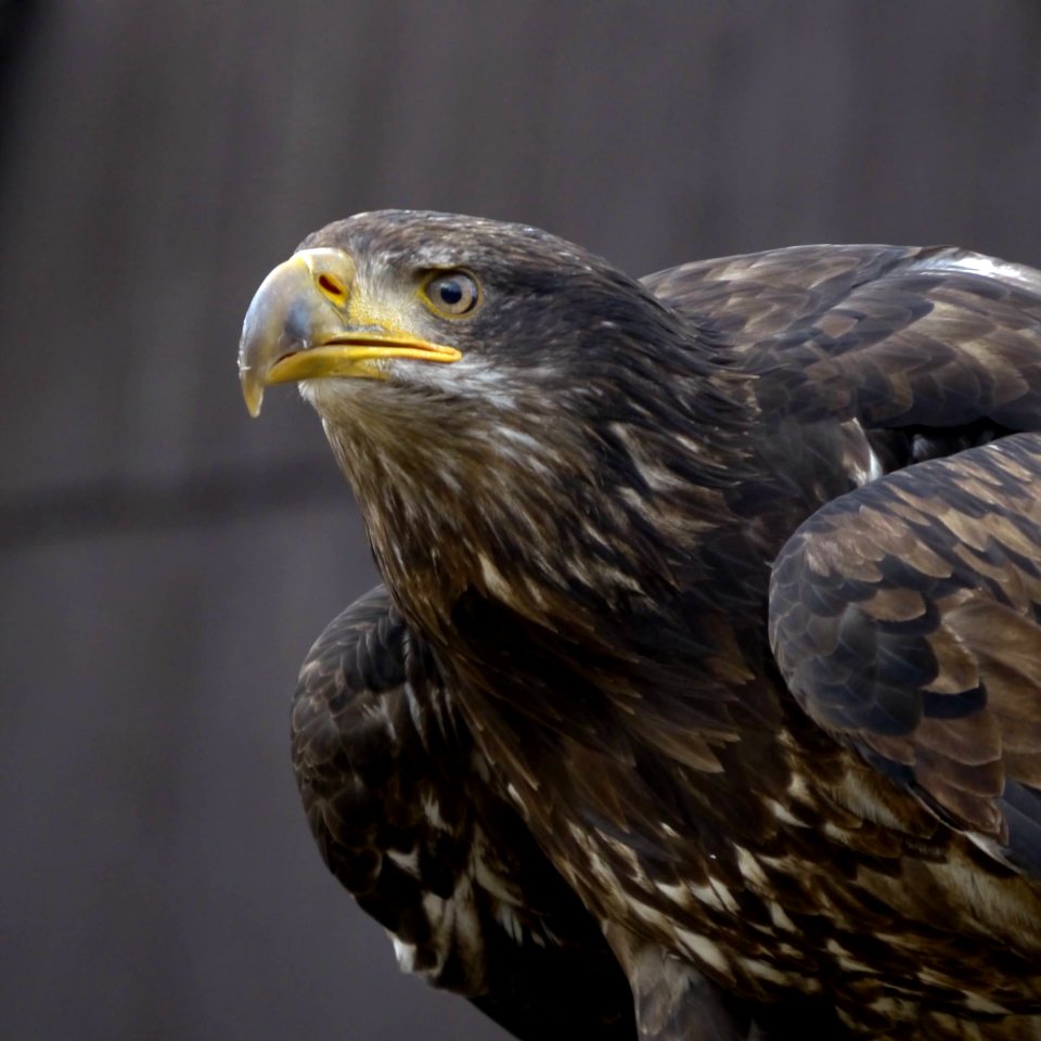 Beak Eagle Bird Of Prey Bird photo