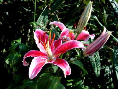 Plant Flower Lily Flora