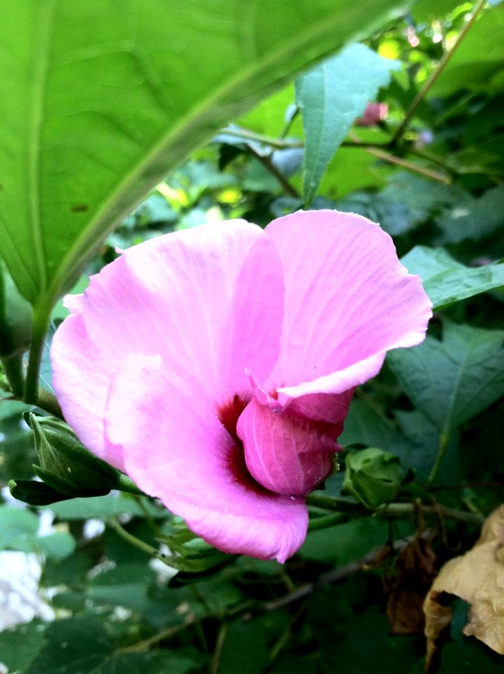 Flower Plant Pink Flora photo